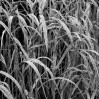 © Rod Smith  <em>Grasses</em>