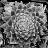© Sue Haddrill  <em>Cactus</em>