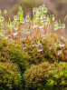 © Angus King  <em>After the rain =</em>