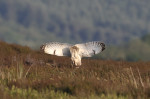 © Brian Blinkhorn  <em>In For The Kill</em>
