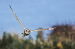 © Brian Blinkhorn  <em>Short Eared Owl</em>