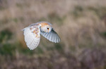© Brian Blinkhorn  <em>Male Barn Owl</em>