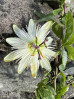 © Gill Pinkerton  <em>Passion Flower</em>
