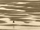 © Janine Fearon  <em>Flight</em>