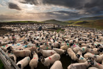 © John Bentley  <em>Fell Gather at Knock*</em>