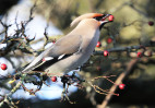 © Mike Mellers  <em>settle waxwing</em>