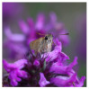 © Rodney Dinnen  <em>Skipper rests on betony</em>