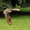 © Sue Best  <em>European Eagle Owl</em>