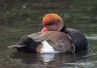 © Tim Fearon  <em>Red-Crested Pochard</em>