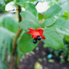 © Tony Durcan  <em>Ochna Thomasina: Kew#</em>