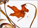 © Val Winchester  <em>Autumn Colours</em>