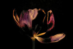 © Yvonne Fairclough  <em>Gold among Shadows</em>