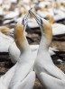 © Christine Flitcroft  <em>Cape Gannets Greeting</em>