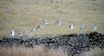 © Jeanette Davidson  <em>oyster catchers</em>