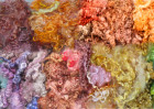 © Elaine Newington Ward  <em>Woolly mix</em>