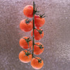 © Andy Best  <em>Tomatoes</em>