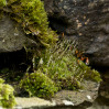 © Gill Pinkerton  <em>Droplets on Moss</em>