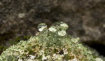 © Gill Pinkerton  <em>Droplets on Lichen</em>