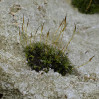 © Harry Pinkerton  <em>Morning moss</em>