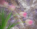 © Margaret Smith  <em>Double exposure - changed focus</em>