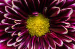 © Peter Robinson  <em>Yellow and Purple</em>