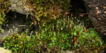 © Rodney Dinnen  <em>Dry stone wall Austwick</em>