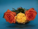 © Sue Best  <em>Roses</em>