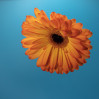 © Sue Best  <em>Gerbera</em>