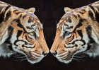 © Elaine Newington Ward  <em>The eye of the tiger</em>