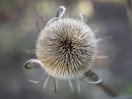 © Gill Pinkerton  <em>Teasel</em>