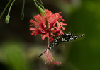 © Gill Pinkerton  <em>Flower and Butterfly</em>