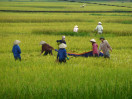 © Mike Mellers  <em>vietnam paddy field</em>