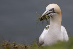 © Andy Best  <em>Nest Building</em>
