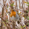 © Angus King  <em>Robin</em>