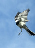 © Elaine Newington Ward  <em>Long tailed tit</em>
