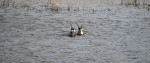 © Gill Pinkerton  <em>Synchronised Pintails</em>