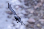 © Graham Wood  <em>Malevolence</em>