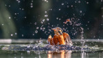 © Ian Lively  <em>Missed</em>