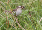 © Mike Mellers  <em>sedge warbler</em>