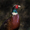 © Peter Robinson  <em>Pheasant Pose</em>