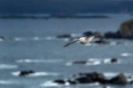 © Rod Smith  <em>Fulmar, Faraid Head</em>