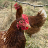 © Rodney Dinnen  <em>Hens exploring field</em>