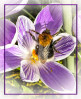 © Sue Haddrill  <em>Signs of Spring</em>