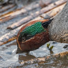© Tim Fearon  <em>Feeding Teal</em>