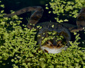 © Yvonne Fairclough  <em>Here's Lookin' at ya', kid.</em>