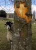 © Rodney Dinnen  <em>why is that stupid tourist sitting on my food</em>