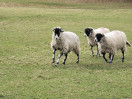 © Sue Best  <em>Sheep Racing</em>