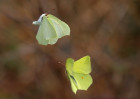 © David Crutchley  <em>Dancing Brimstones</em>