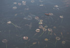 © Margaret Smith  <em>Layers of Water Lilies</em>