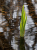 © Rod Smith  <em>Reed in Spring</em>